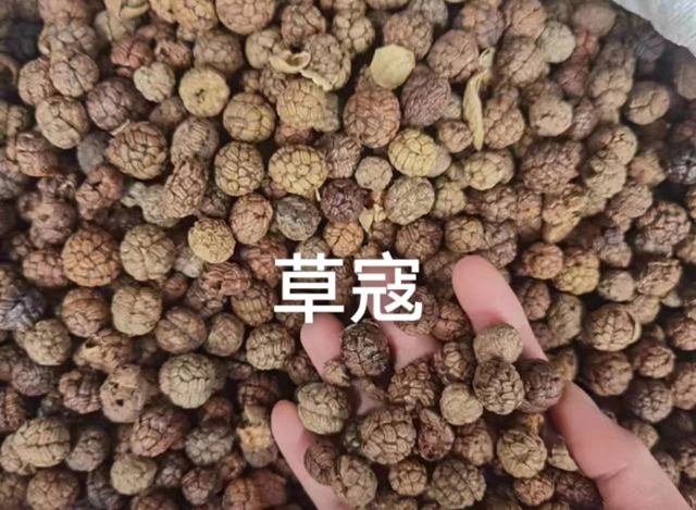 草寇